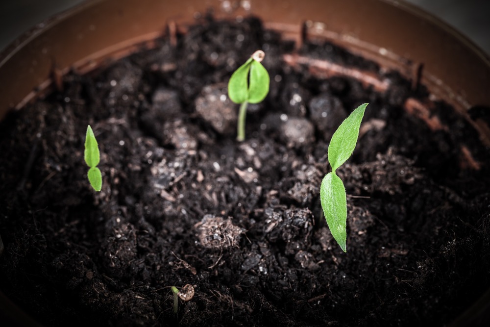 maceta con plantas naciendo